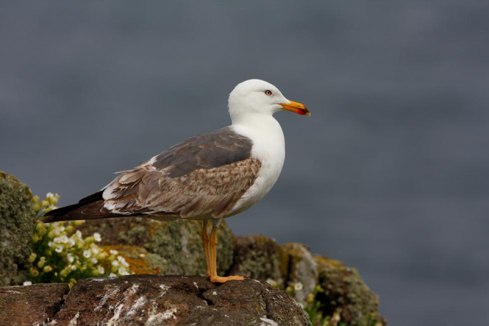 Gaviota Sombría Inmadura